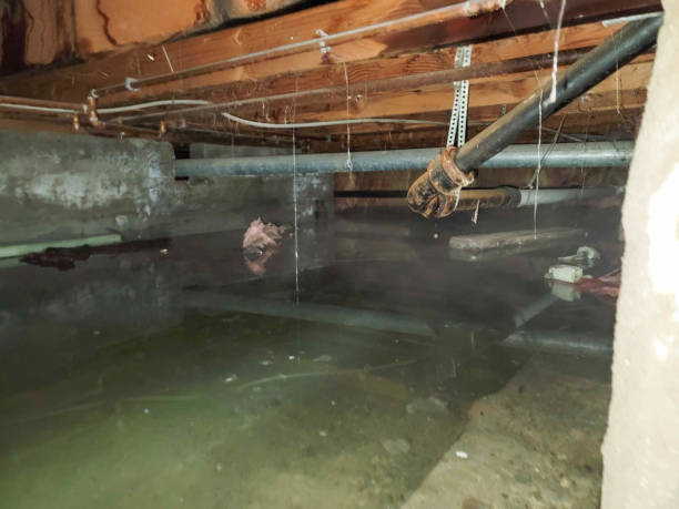 Best Flood damage cleanup  in North Miami, FL